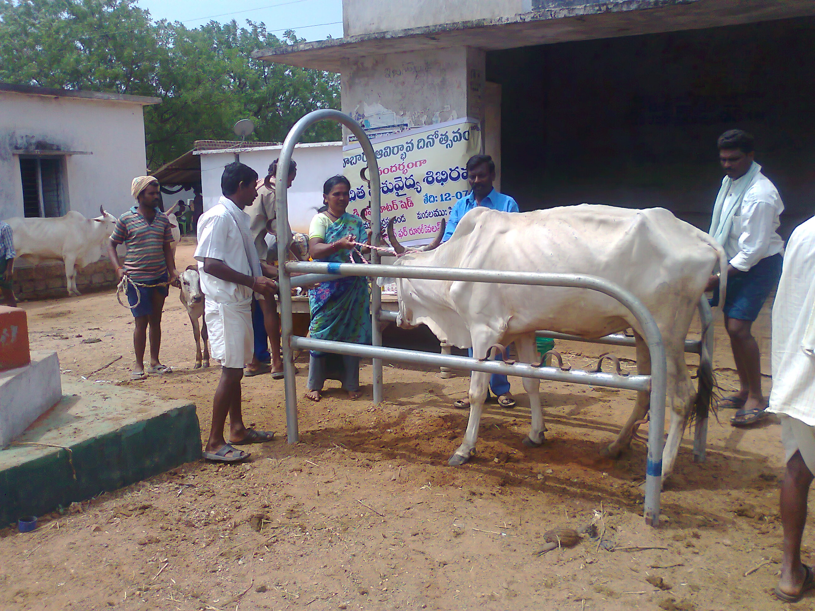 /media/ards/Free animal health camps on NABARD foundation day.jpg
